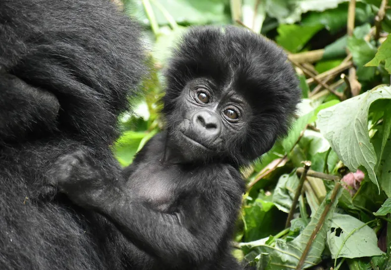 Горная горилла: они живут высоко в горах, и их осталось всего 1000
