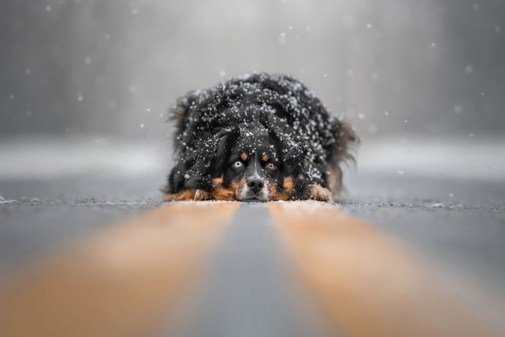 Очаровательные пёсики на лучших фото конкурса "Dog Photography Awards 2023"