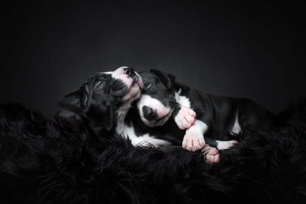 Очаровательные пёсики на лучших фото конкурса "Dog Photography Awards 2023"