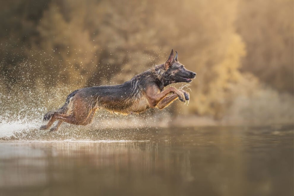 Очаровательные пёсики на лучших фото конкурса "Dog Photography Awards 2023"