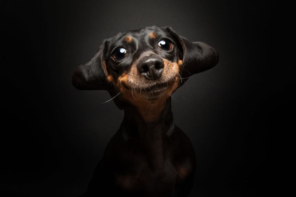 Очаровательные пёсики на лучших фото конкурса "Dog Photography Awards 2023"