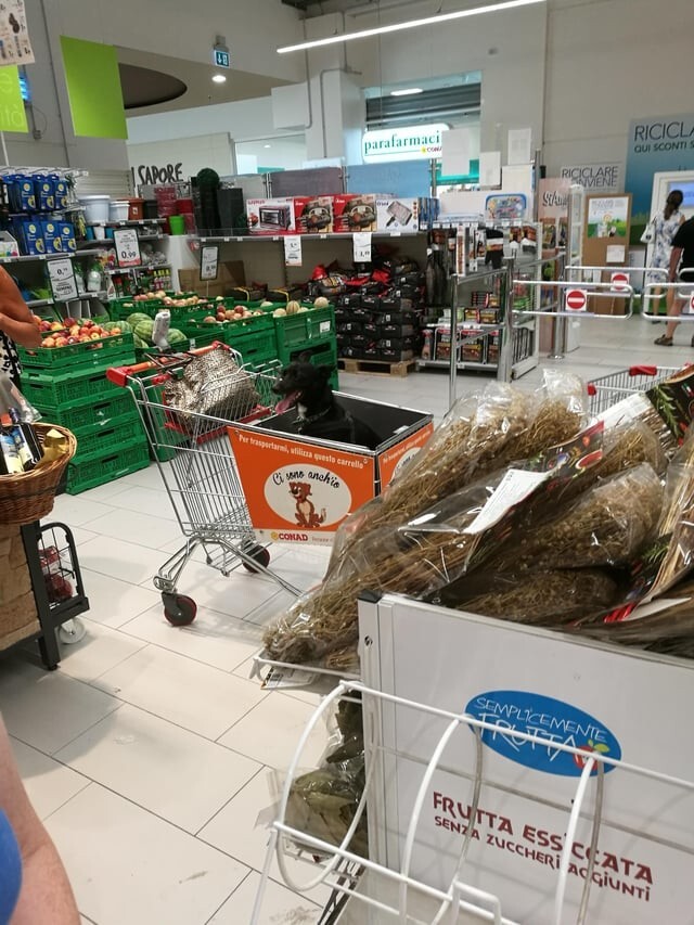 1. В Италии есть супермаркеты со сцециальными тележками для животных