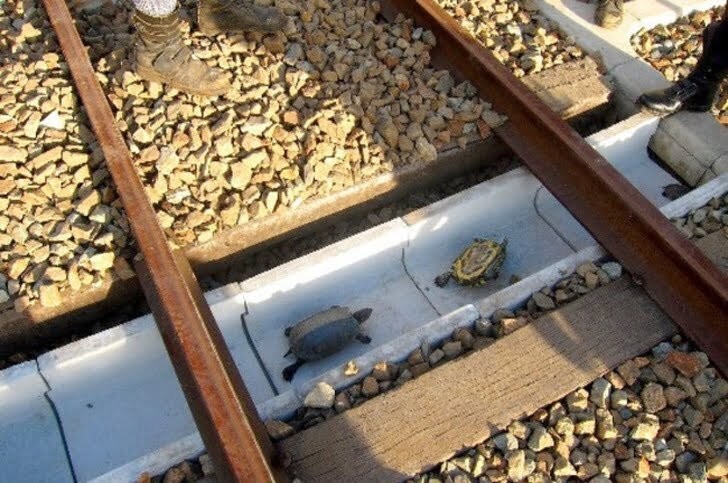 11. Туннели под железнодорожными путями в Японии позволяют черепахам передвигаться без травм и сводят к минимуму задержки поездов