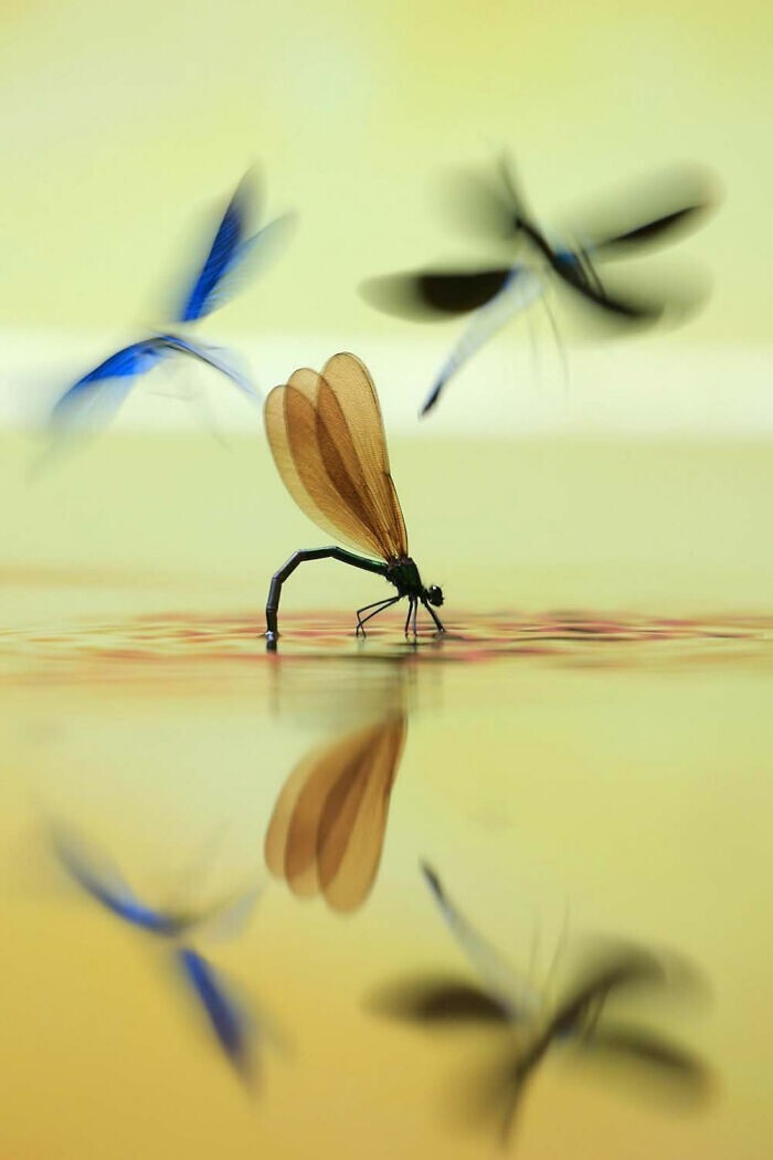 18. "Балет на воде", фотограф - Marjan Artnak