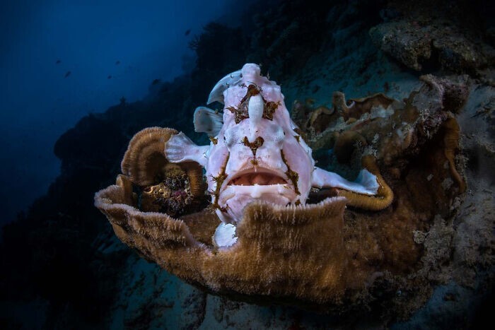 11. "Рыба-лягушка на троне", фотограф - Gabriel Barathieu