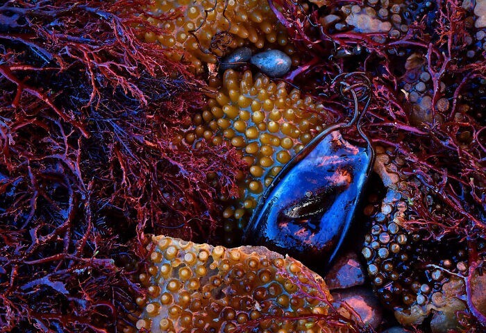 8. "Сокровища моря", фотограф - César Llaneza Rodríguez