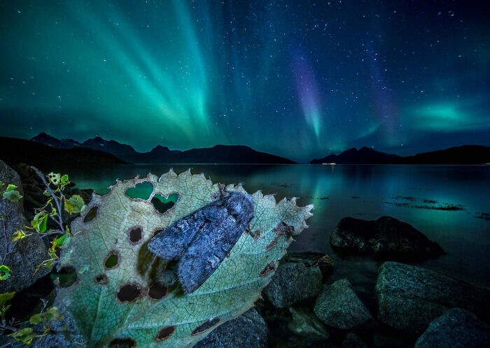 27. Ночница в пейзаже Норвегии. Фотограф - Audun Rikardsen