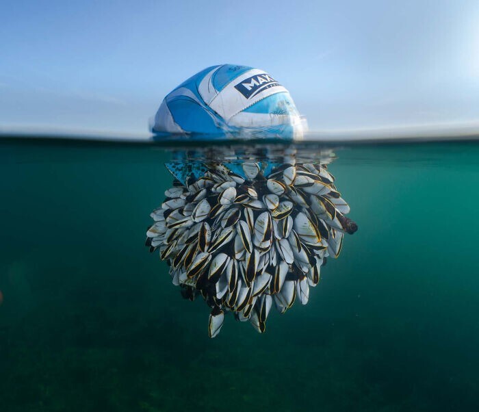 22. Мяч, дрейфующий в океане. Фотограф - Ryan Stalker