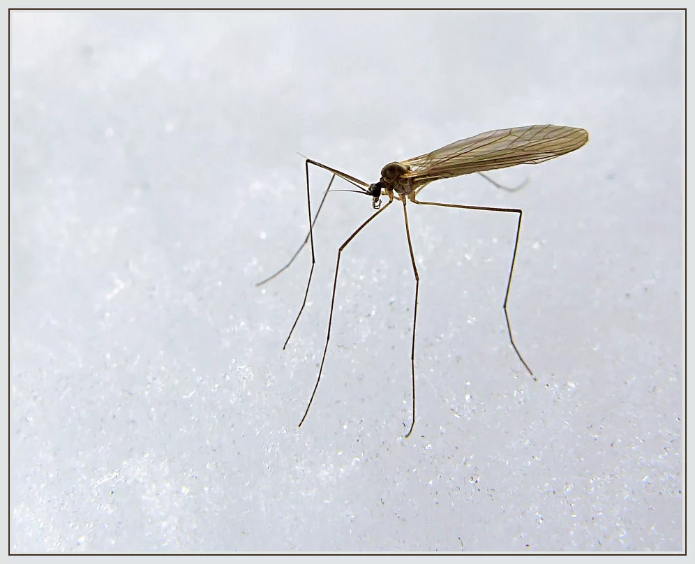 Что нужно знать о зимних комарах