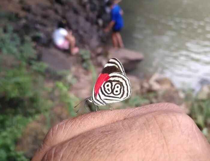 11. «Мой дядя нашел бабочку, на крыльях которой написано число 88»