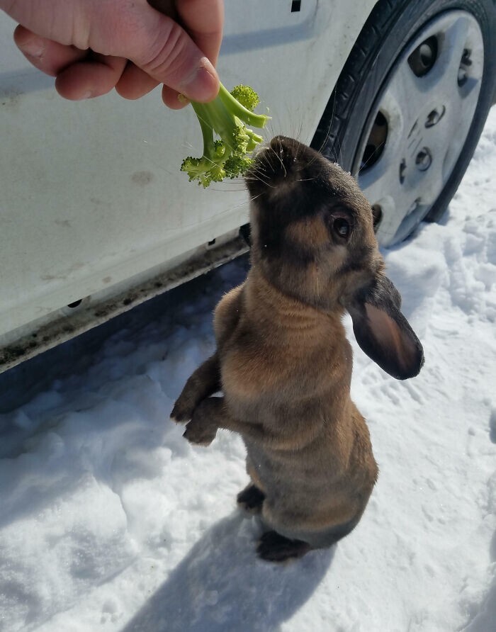 7. «Сегодня утром я нашел этого парня под своей машиной. Провел около 10 минут, угощая его морковью и брокколи»