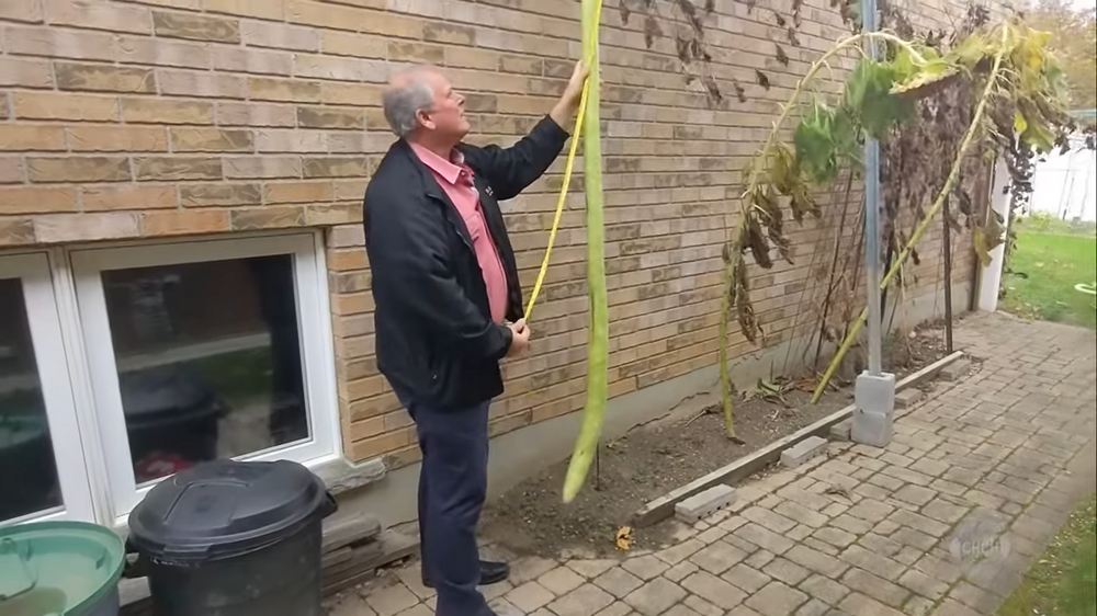 В Канаде вырос самый длинный в мире кабачок