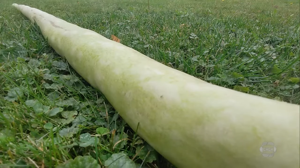 В Канаде вырос самый длинный в мире кабачок