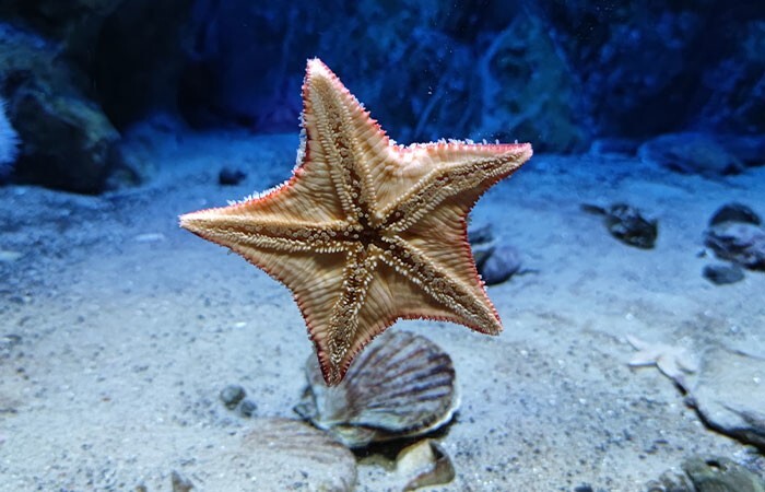 Морские звёзды относятся к группе иглокожих, в которую также входят морские ежи и морские огурцы