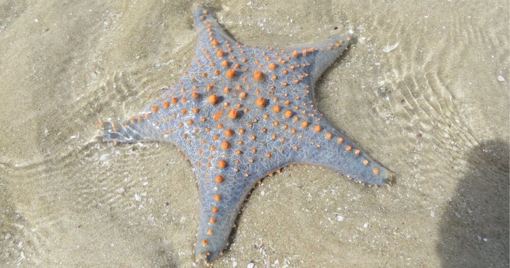 Учёные обнаружили, что тело морских звёзд является продолжением их головы