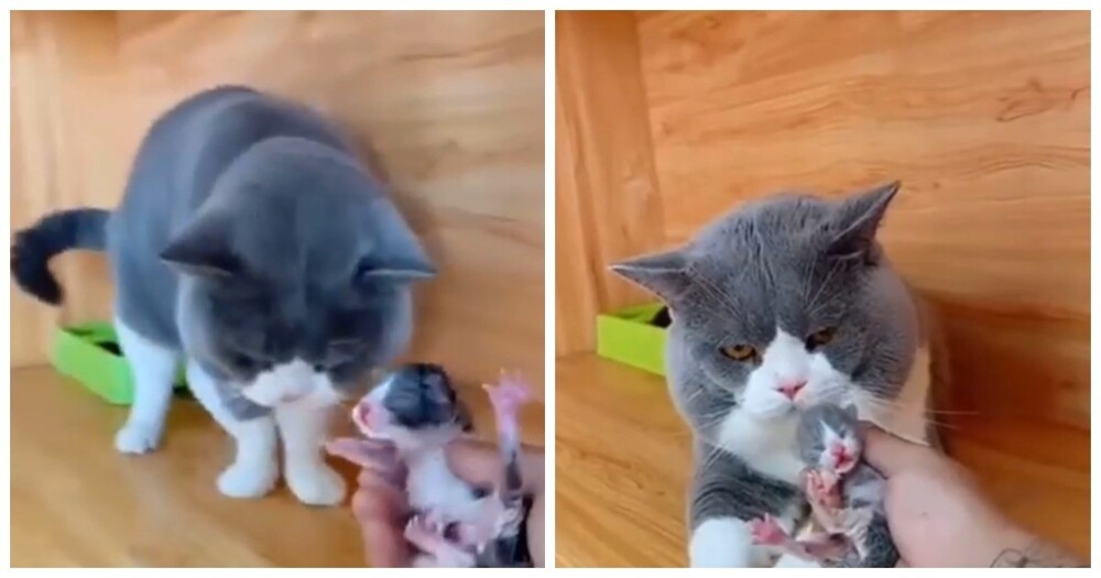 Реакция кота на своего детёныша