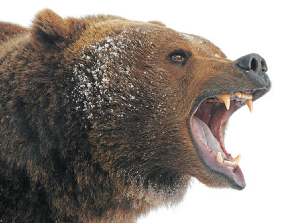 «Мужика задрал!»: в Якутии медведь-шатун вышел из леса и покалечил работников газового месторождения