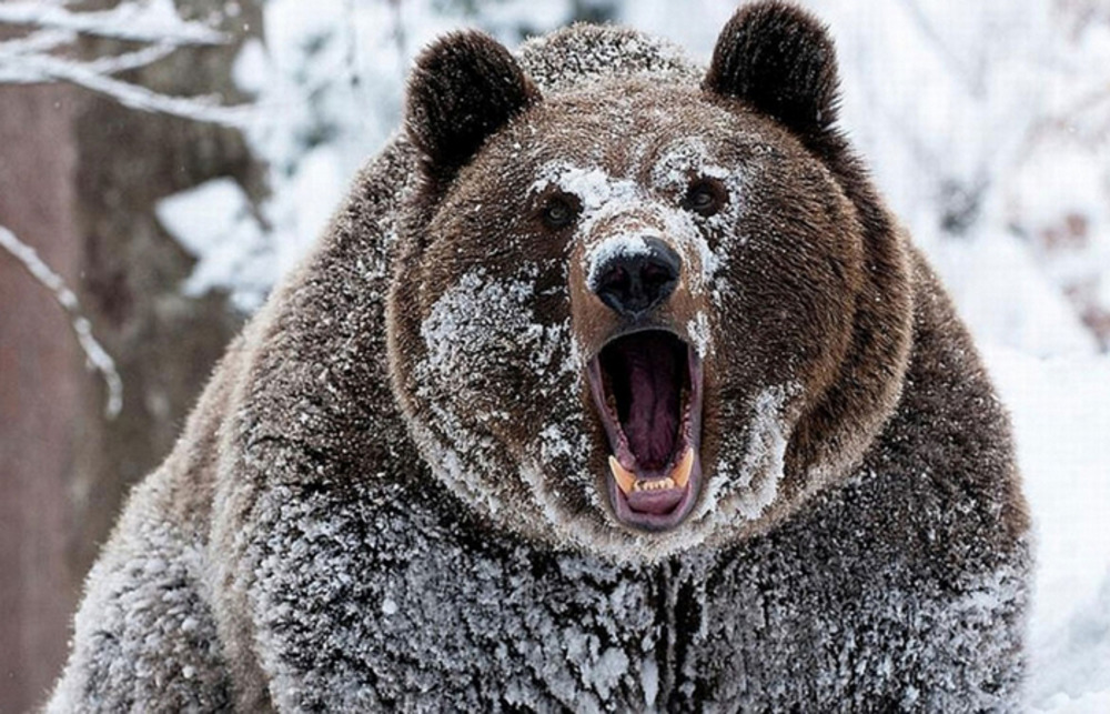 «Мужика задрал!»: в Якутии медведь-шатун вышел из леса и покалечил работников газового месторождения