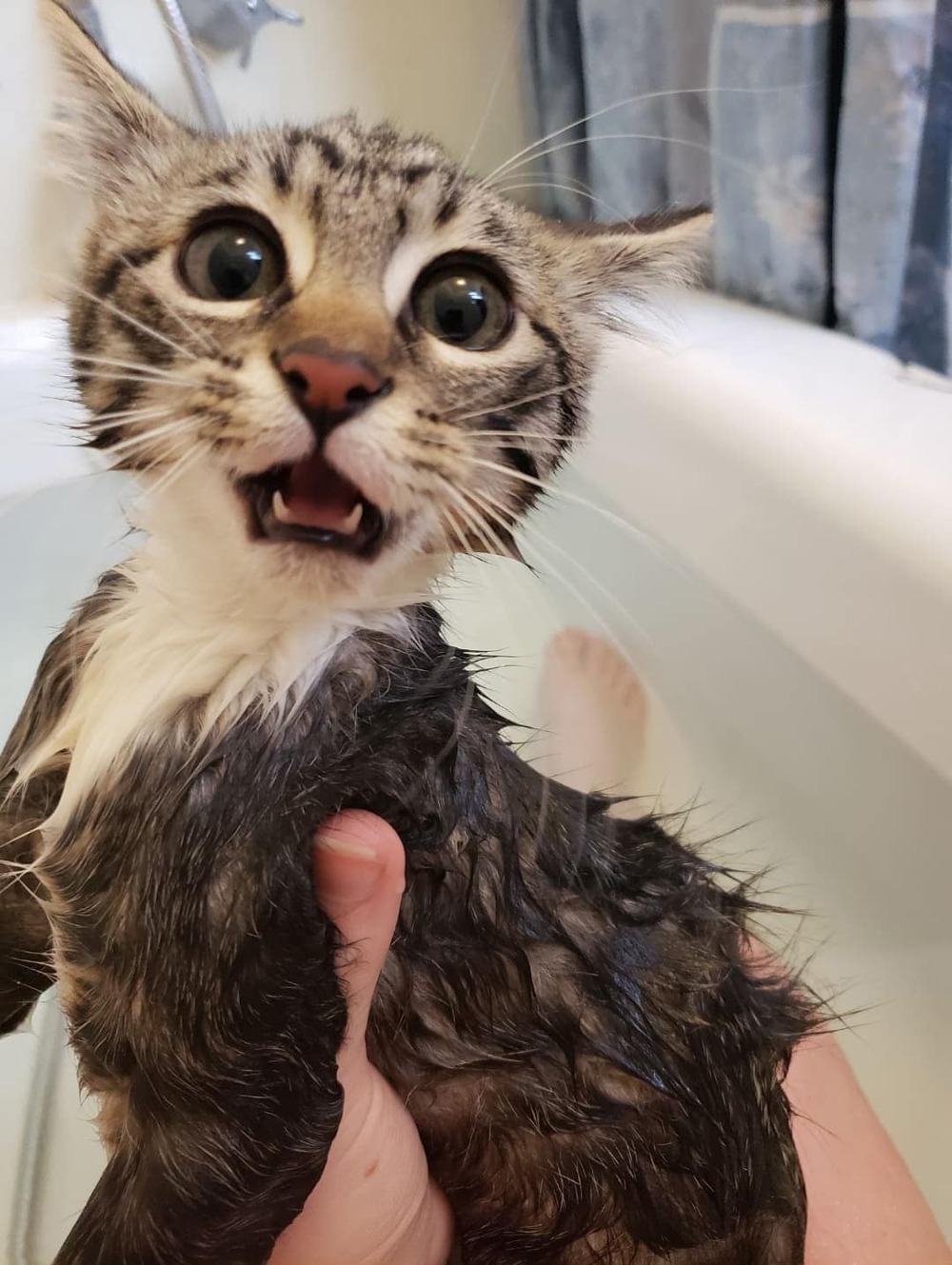 «Мой кот в последнюю секунду понял, что не хочет мыться»