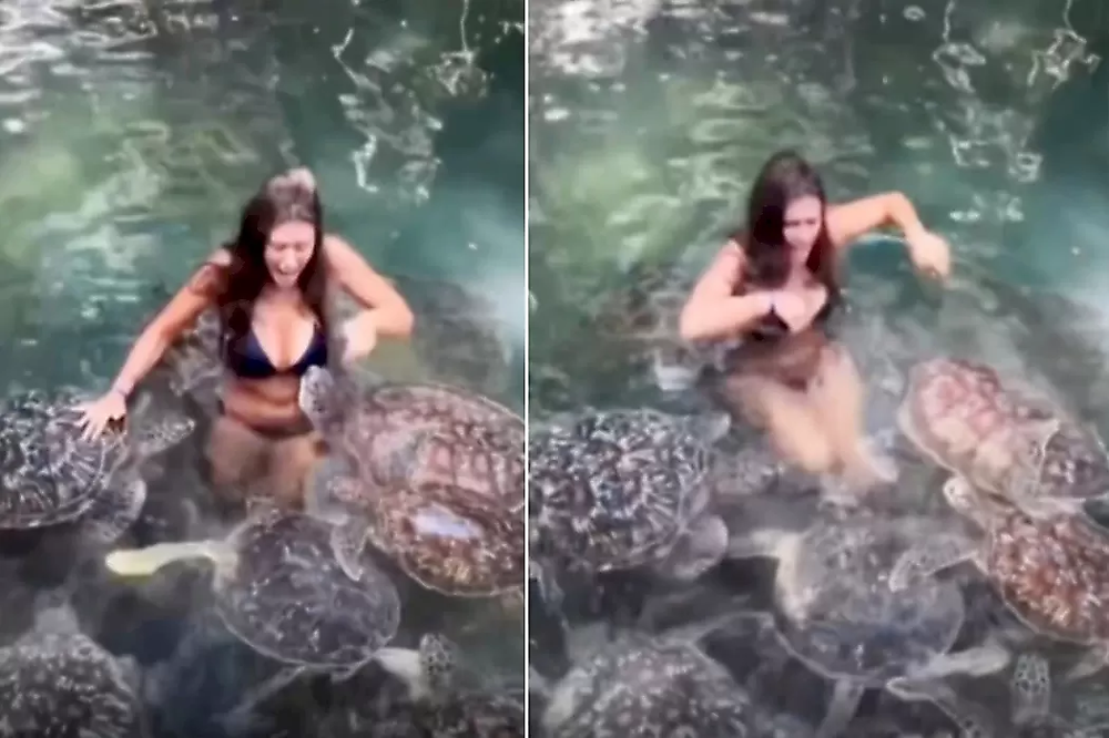 Черепаха укусила туристку за грудь