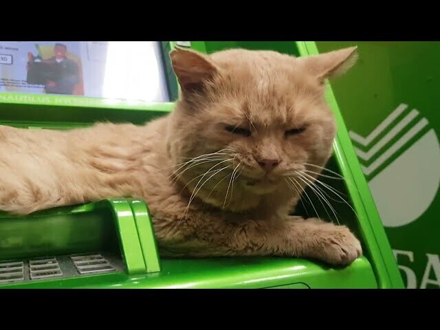 Кот в сбербанке захватил банкомат 