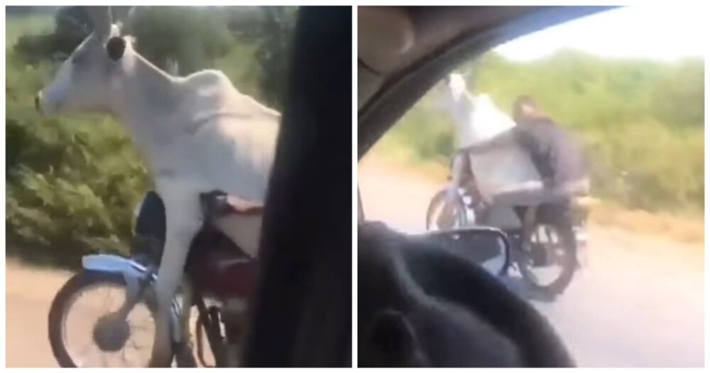 Африканец прокатился с коровой на мотоцикле