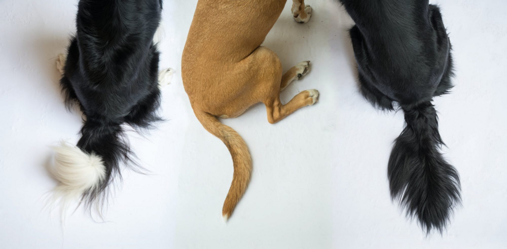 Почему у некоторых собак хвост закручивается колечком?