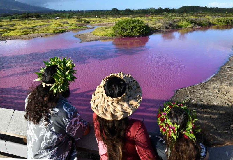 Пруд на Гавайях приобрел ярко-розовый цвет