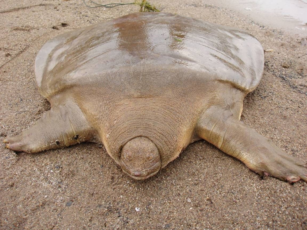 Редкое зверьё: гигантская мягкотелая черепаха