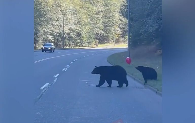Медвежонок заигрался с воздушным шариком, пока мама переводила его через дорогу
