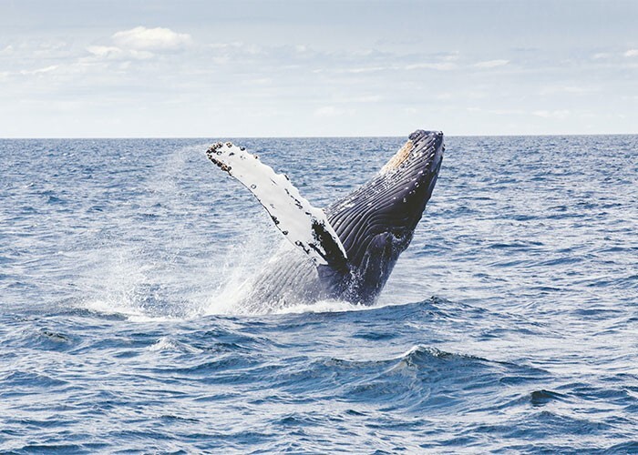 21. По оценкам, при эякуляции синие киты производят около 20 литров спермы