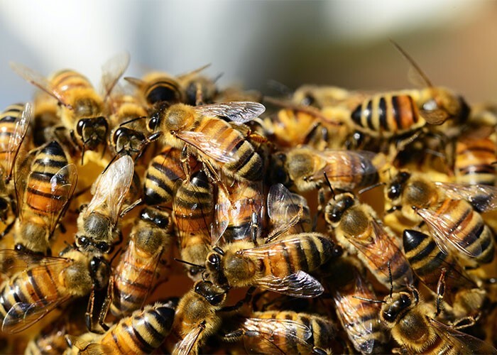 25. Пчёлы, отыскав источник нектара, возвращаются в улей и сообщают остальным пчелам, где он находится, особым танцем