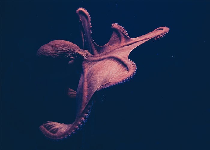10. Парящий (попончатый) осьминог демонстрирует самую высокую степень полового диморфизма из всех известных. Самки: около 1,8 м в поперечнике. Самцы: около 2,5 см