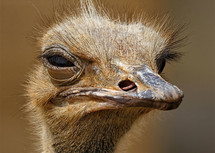 9. Глаз страуса больше, чем его мозг