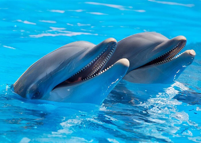 8. Дельфины намеренно «ловят кайф» от иглобрюхов. В этой рыбе содержится токсин, вызывающий у дельфинов эффект изменения сознания