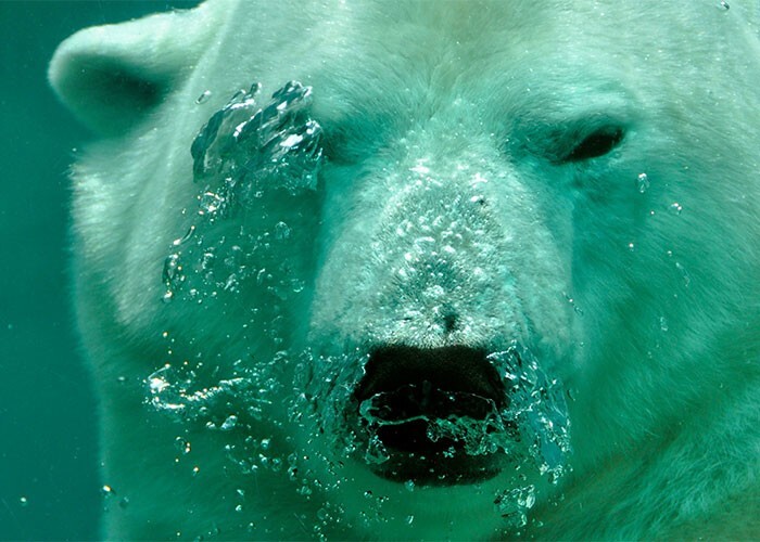 4. Мех белого медведя не белый — он полупрозрачный (для большинства частот света). А под ним находится черная кожа