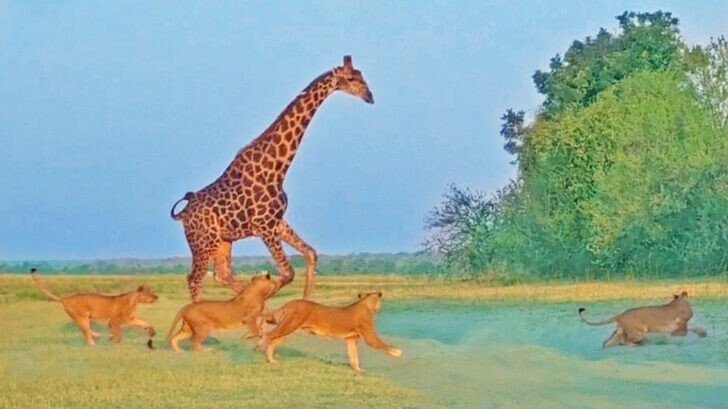 В Ботсване львы напали на пьющего жирафа