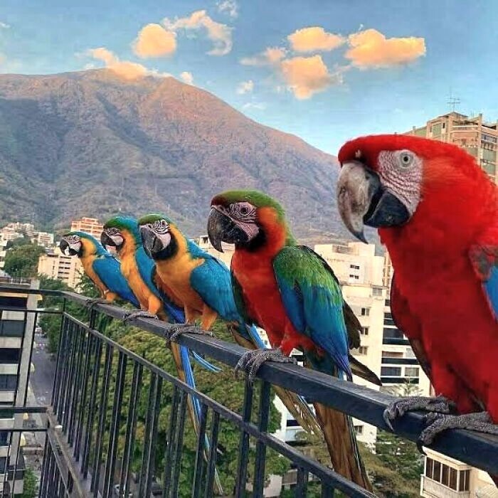 4. Дикие попугаи ара часто прилетают на балконы в Каракасе, Венесуэла