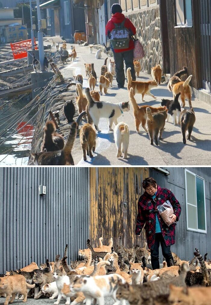 9. Аосима, рыбацкая деревня с множеством кошек в Японии