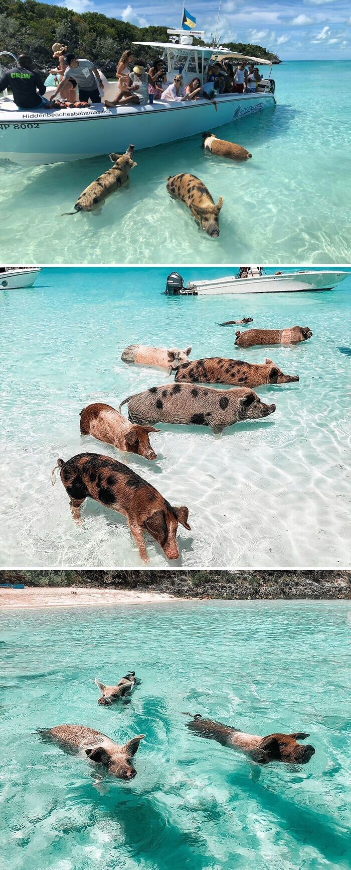 14. Свиньи на Багамах