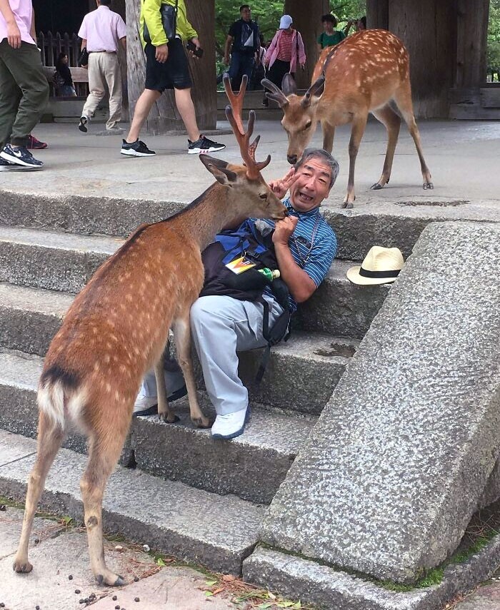 8. Мужчина в японском городе Нара в окружении любопытных диких оленей