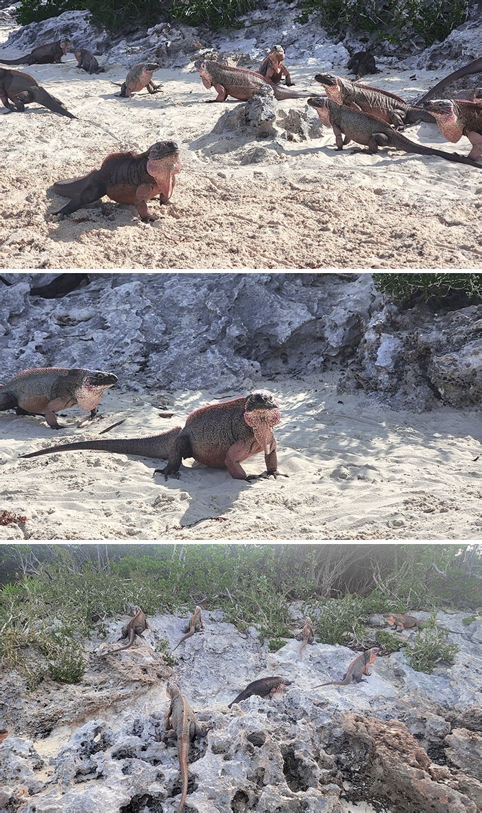 30. Игуаны разгуливают на пляже Эксума в Нассау, Багамские Острова