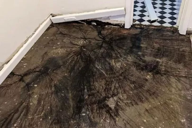 Австралийка обнаружила во время ремонта пугающие чёрные наросты на полу