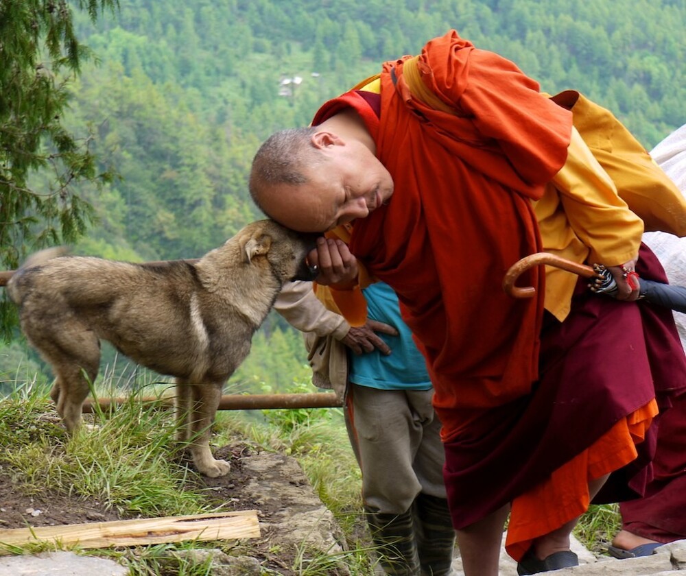 Бутан стал первым государством, в котором полностью стерилизовали всех бродячих собак