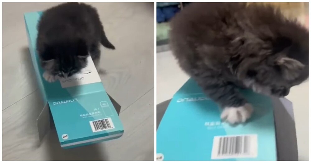 Виброкот: котёнок пытается удержаться на коробке