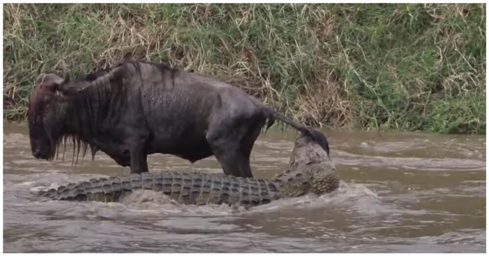 Антилопа смогла сбежать от голодного крокодила