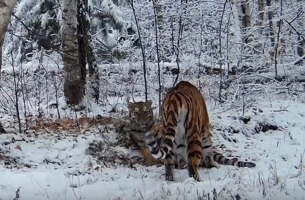 Амурские тигры радуются первому снегу