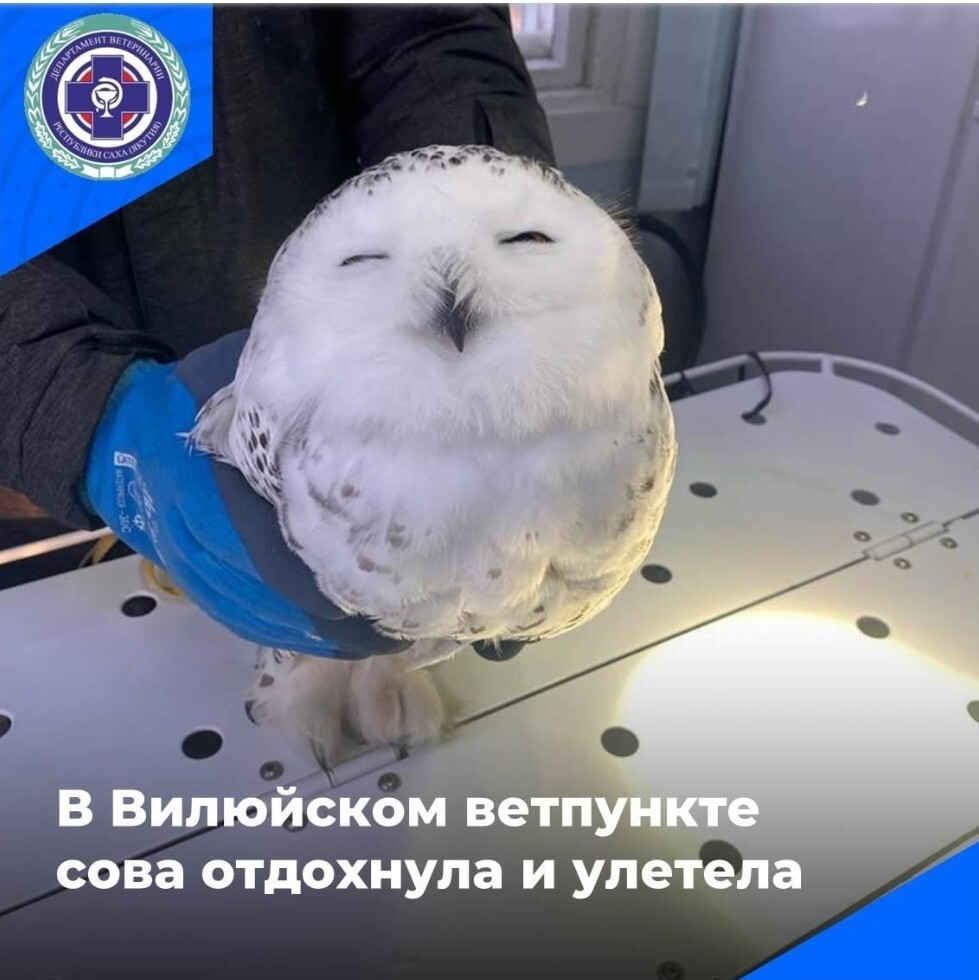 В Якутии спасли "усталую" сову, а в Москве - птаха, который "с неба на голову свалился"