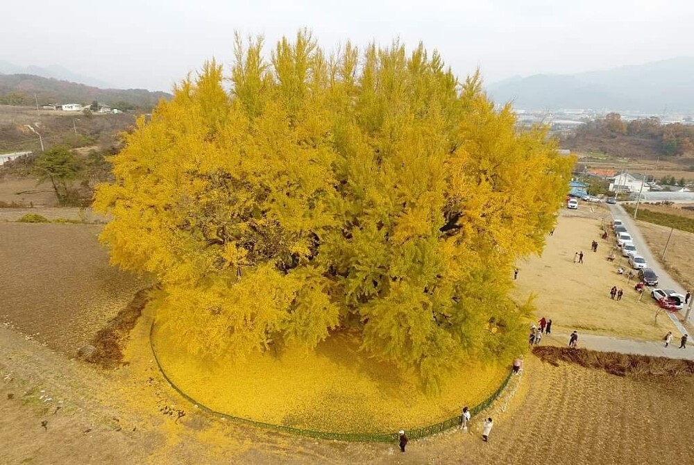 Величественное южнокорейское дерево возрастом 860 лет