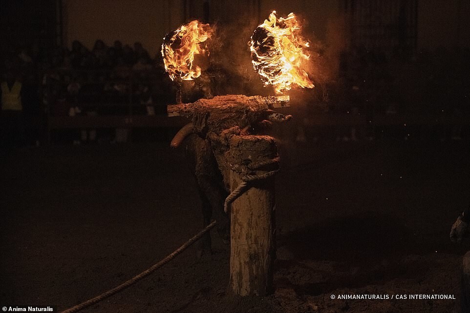 "Варвары!": мир требует запретить праздник с горящими быками в Испании